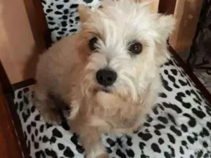 Cachorro raça Mestiça  idade 2 anos nome Peteka 