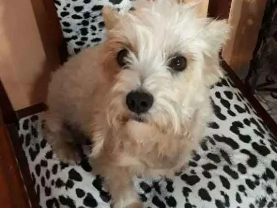 Cachorro ra a Mestiça  idade 2 anos nome Peteka 