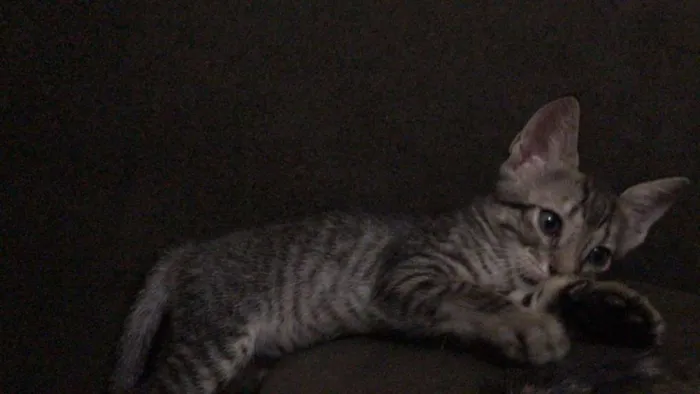 Gato ra a srd idade Abaixo de 2 meses nome sem nomes