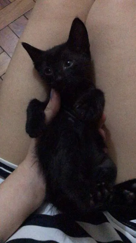 Gato ra a srd idade Abaixo de 2 meses nome sem nomes