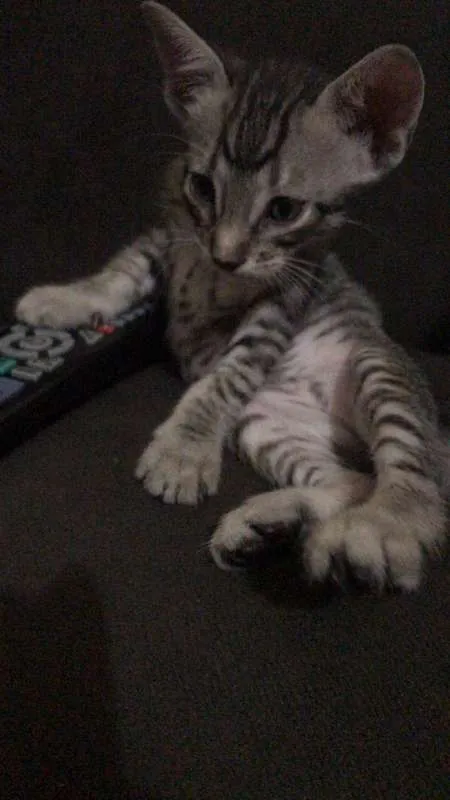 Gato ra a srd idade Abaixo de 2 meses nome sem nomes