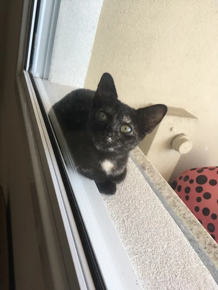 Gato raça SRD idade 2 a 6 meses nome Sem nome