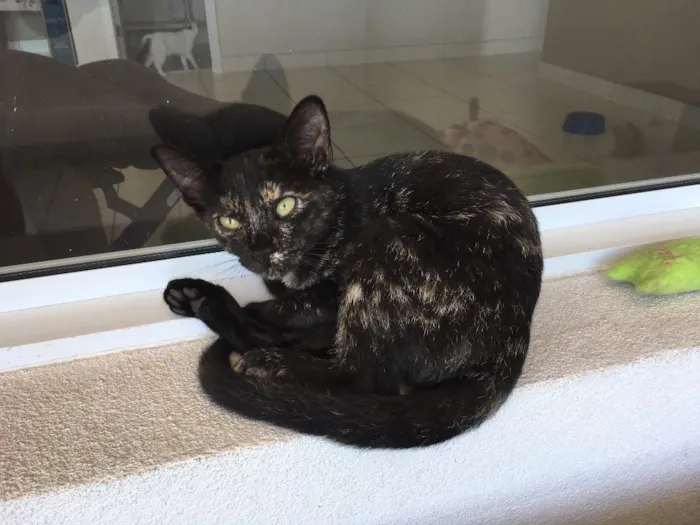 Gato raça SRD idade 2 a 6 meses nome Sem nome