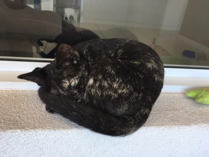 Gato raça SRD idade 2 a 6 meses nome Sem nome