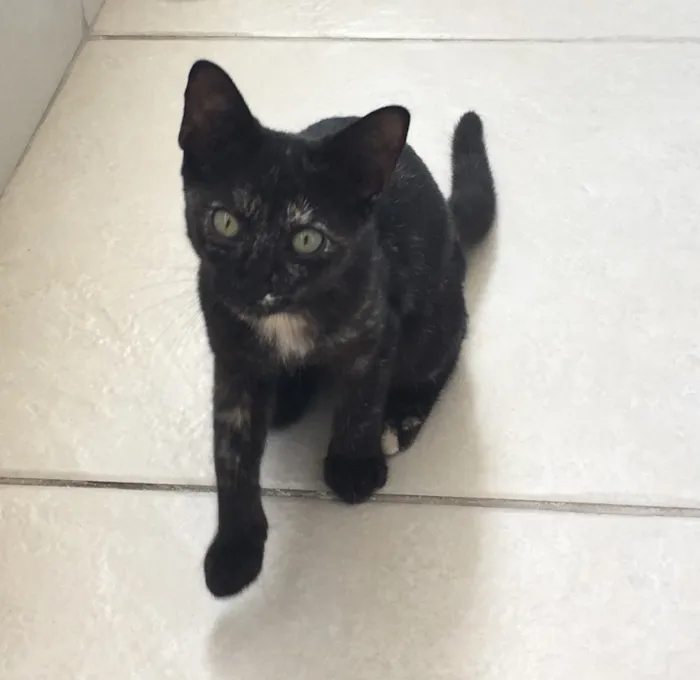 Gato raça SRD idade 2 a 6 meses nome Sem nome
