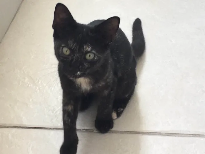 Gato raça SRD idade 2 a 6 meses nome Sem nome