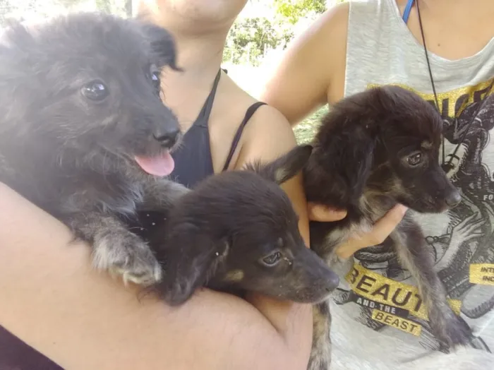Cachorro ra a Mistura de Poodle e Golden  idade 2 a 6 meses nome Sem Nome