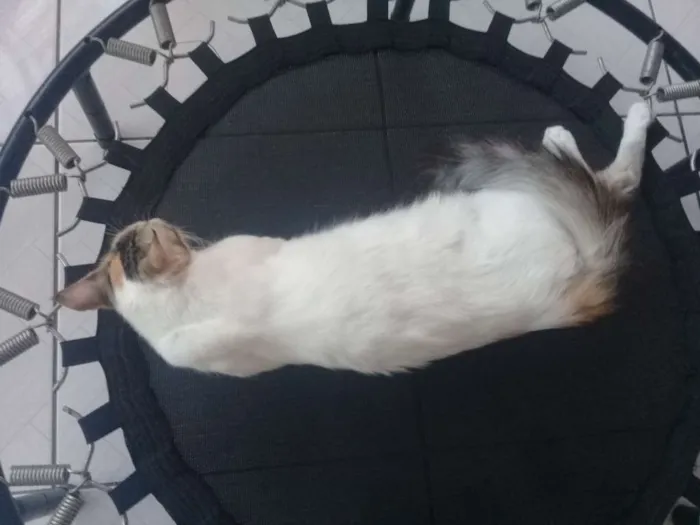 Gato raça Mestiça  idade 7 a 11 meses nome Nymeria