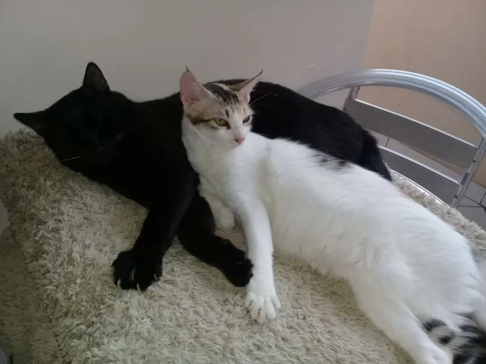 Gato raça Mestiça  idade 7 a 11 meses nome Nymeria