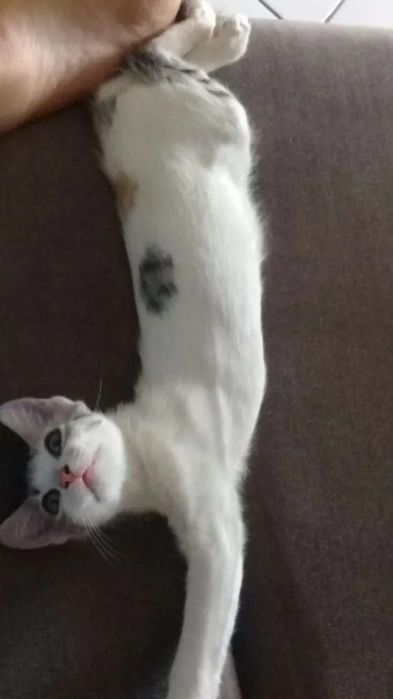 Gato raça Mestiça  idade 7 a 11 meses nome Nymeria