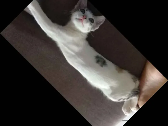 Gato raça Mestiça  idade 7 a 11 meses nome Nymeria