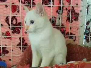 Gato raça Red Point idade 2 a 6 meses nome Hashy