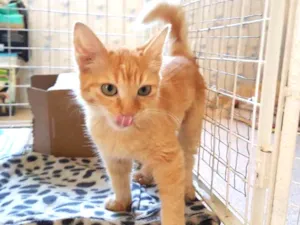 Gato raça SRD  idade 2 a 6 meses nome Aisha