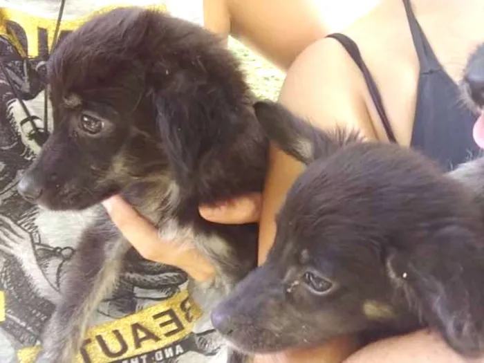 Cachorro ra a Mistura de Poodle e Golden  idade 2 a 6 meses nome Sem Nome