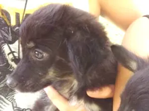 Cachorro raça Mistura de Poodle e Golden  idade 2 a 6 meses nome Sem Nome