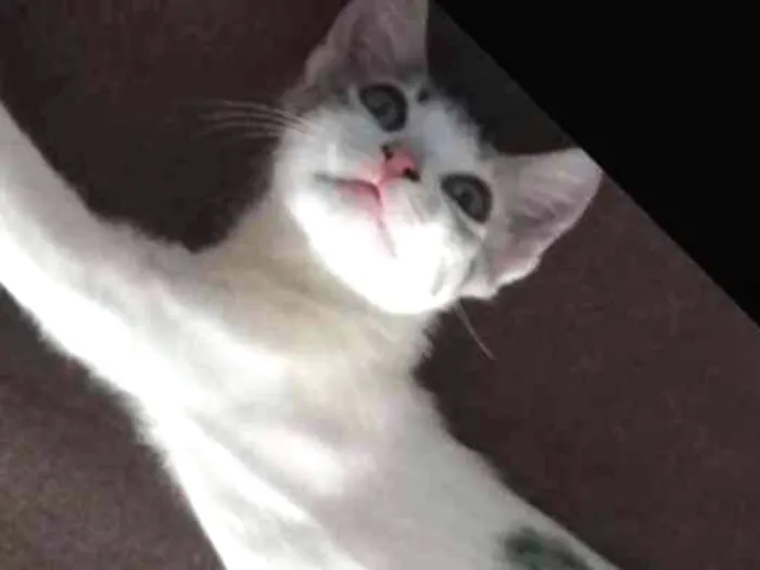 Gato raça Mestiça  idade 7 a 11 meses nome Nymeria