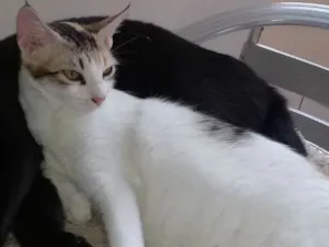 Gato raça Mestiça  idade 7 a 11 meses nome Nymeria