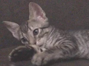 Gato raça srd idade Abaixo de 2 meses nome sem nomes