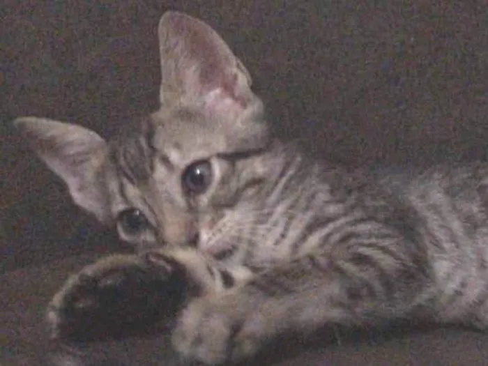 Gato ra a srd idade Abaixo de 2 meses nome sem nomes