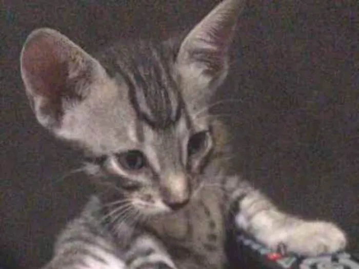 Gato ra a srd idade Abaixo de 2 meses nome sem nomes