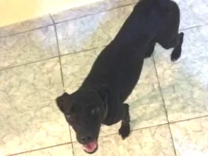 Cachorro raça Vira lata idade 1 ano nome Princesa