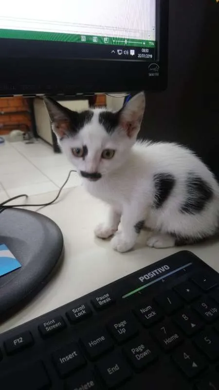 Gato ra a sem raça definida idade Abaixo de 2 meses nome Milky