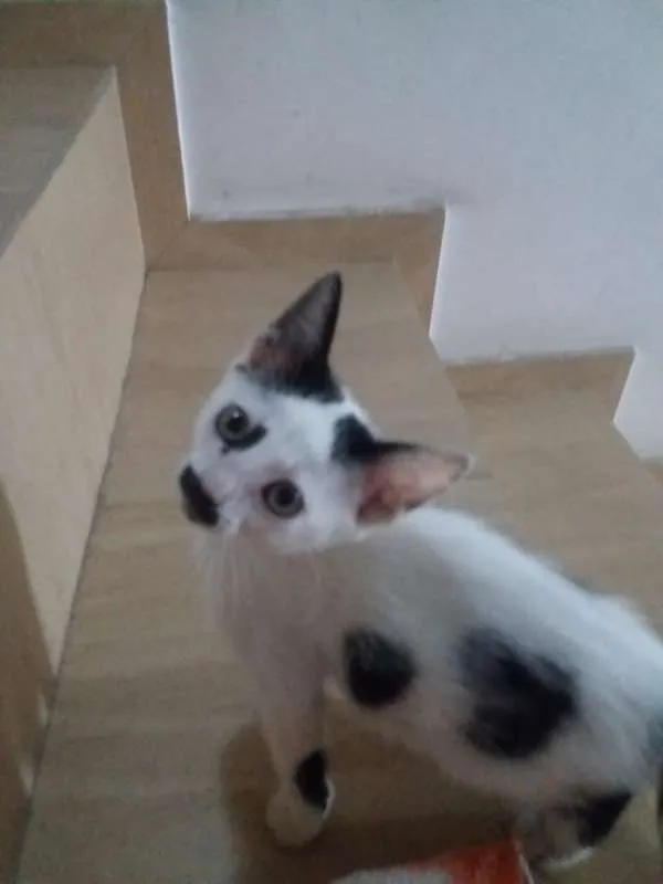 Gato ra a sem raça definida idade Abaixo de 2 meses nome Milky
