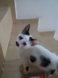 Milky