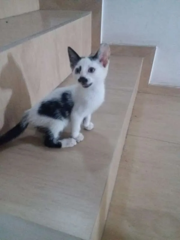 Gato ra a sem raça definida idade Abaixo de 2 meses nome Milky