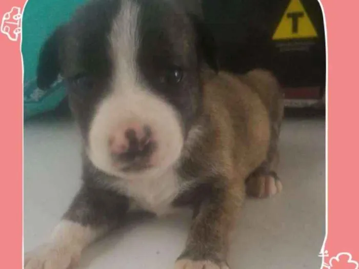 Cachorro ra a Mista idade Abaixo de 2 meses nome Filhotes