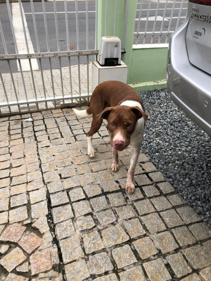 Cachorro ra a Pitbull  idade 1 ano nome Sem nomen