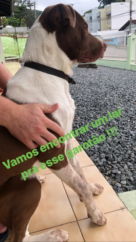 Cachorro ra a Pitbull  idade 1 ano nome Sem nomen