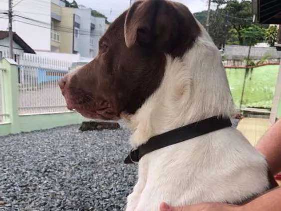 Cachorro ra a Pitbull  idade 1 ano nome Sem nomen