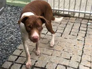 Cachorro raça Pitbull  idade 1 ano nome Sem nomen