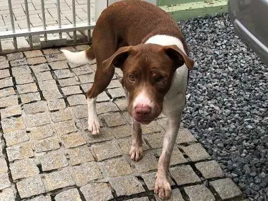 Cachorro ra a Pitbull  idade 1 ano nome Sem nomen