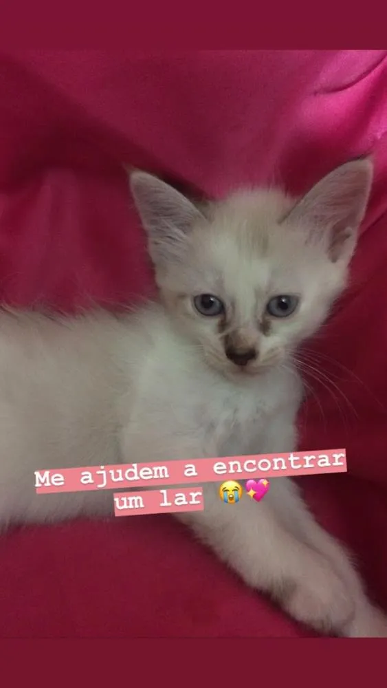 Gato raça Não tem idade 2 a 6 meses nome Não tem 