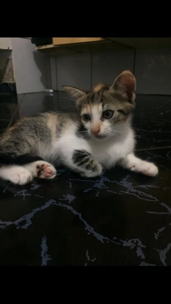 Gato raça Não tem  idade 2 a 6 meses nome Não tem 