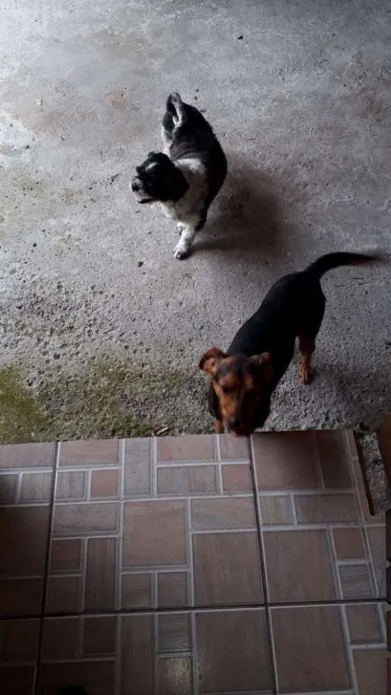 Cachorro ra a Shitzu e um vira lata  idade 6 ou mais anos nome Rag e chip 
