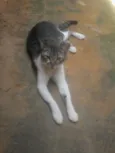 ..