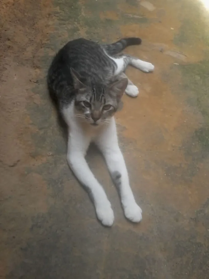 Gato ra a  idade 1 ano nome ..
