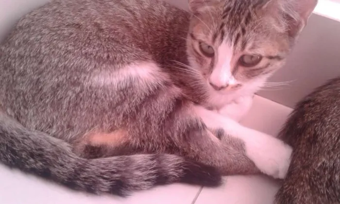 Gato ra a  idade 2 a 6 meses nome Melissa