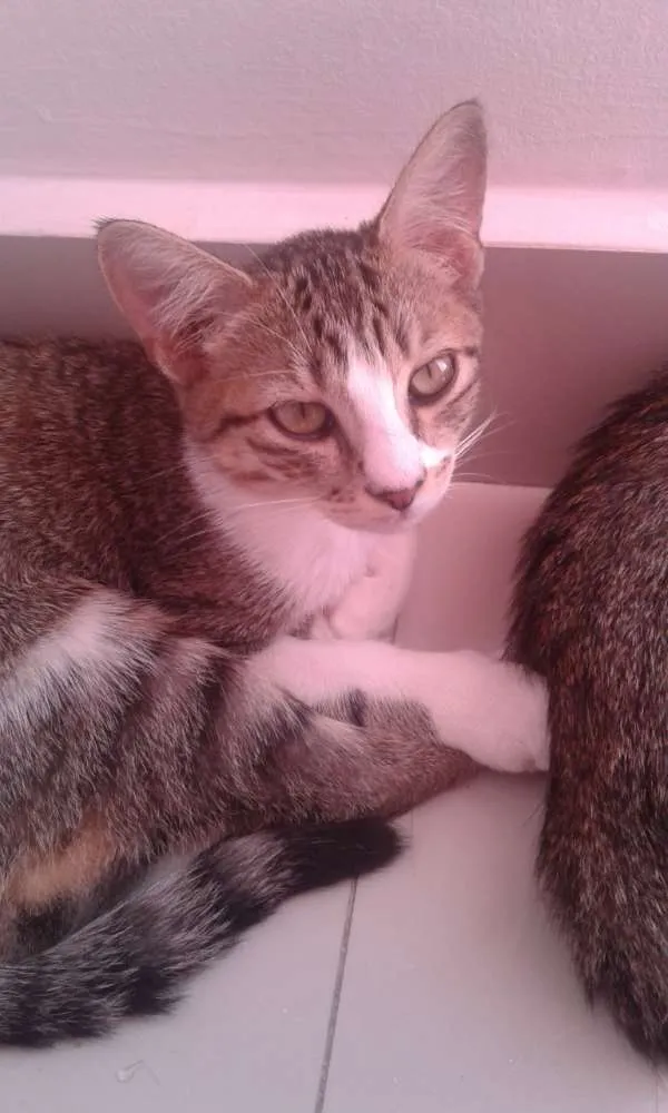 Gato ra a  idade 2 a 6 meses nome Melissa