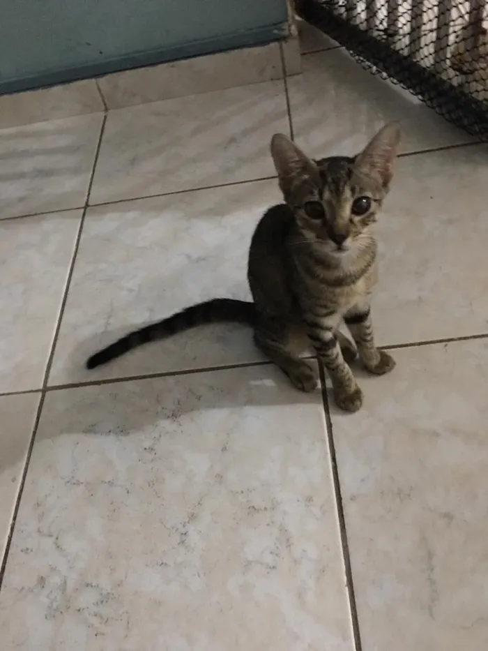 Cachorro ra a S.R.D idade 2 a 6 meses nome Tigresa