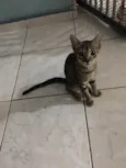 Tigresa
