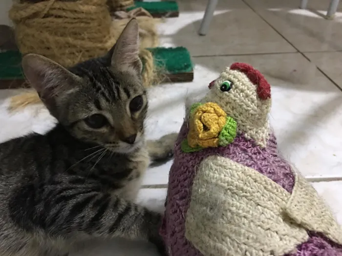 Cachorro ra a S.R.D idade 2 a 6 meses nome Tigresa