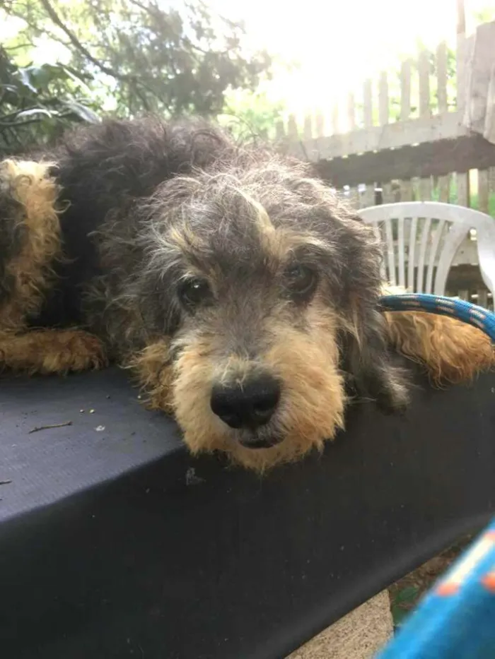 Cachorro ra a  idade 5 anos nome Julieta 