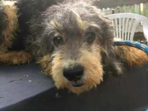 Cachorro raça  idade 5 anos nome Julieta 