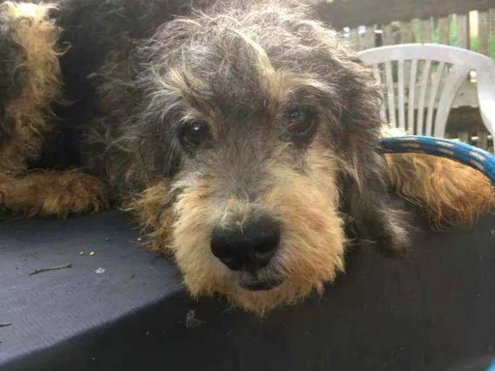 Cachorro ra a  idade 5 anos nome Julieta 