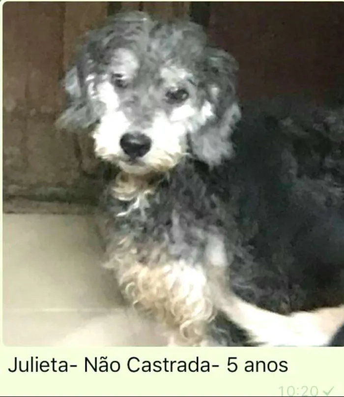 Cachorro ra a  idade 5 anos nome Julieta 