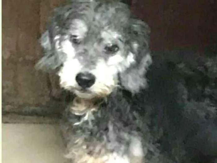 Cachorro ra a  idade 5 anos nome Julieta 